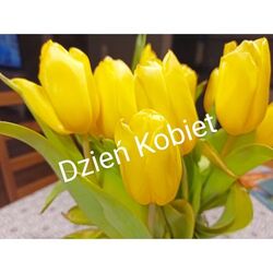 czoł1